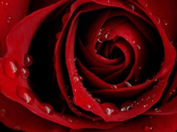 Фото роз розовых